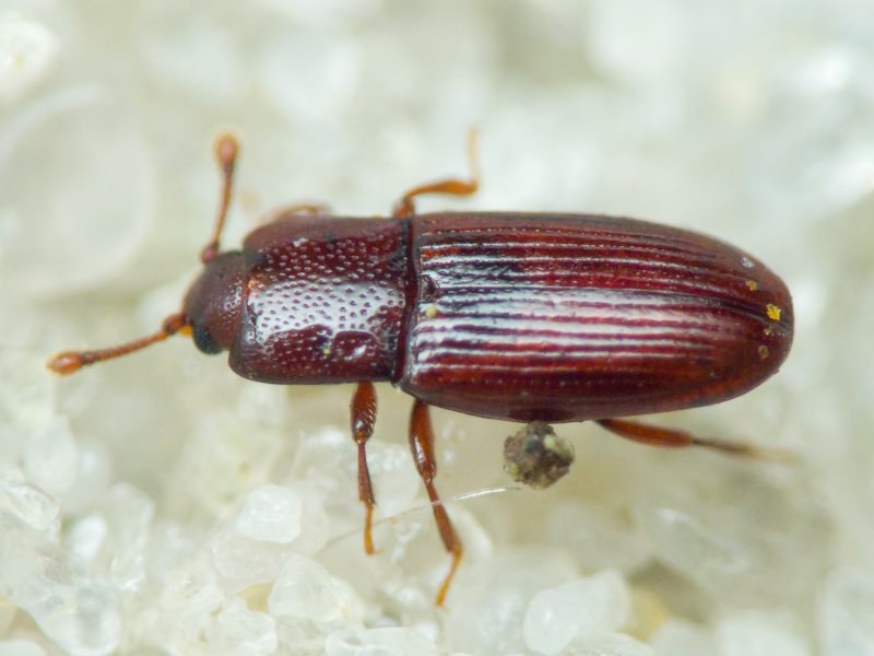 Cerylon ferrugineum Stephens, 1830